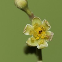 Cinnamomum citriodorum Thwaites